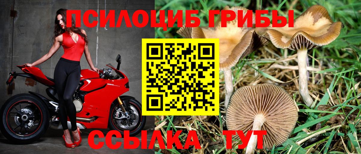 Псилоцибиновые грибы мицелий Шадринск